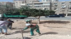 تزامنا مع مؤتمر المناخ .. نائب محافظ القاهرة: تشجير وتجميل المحاور المرورية الجديدة بزهراء المعادى