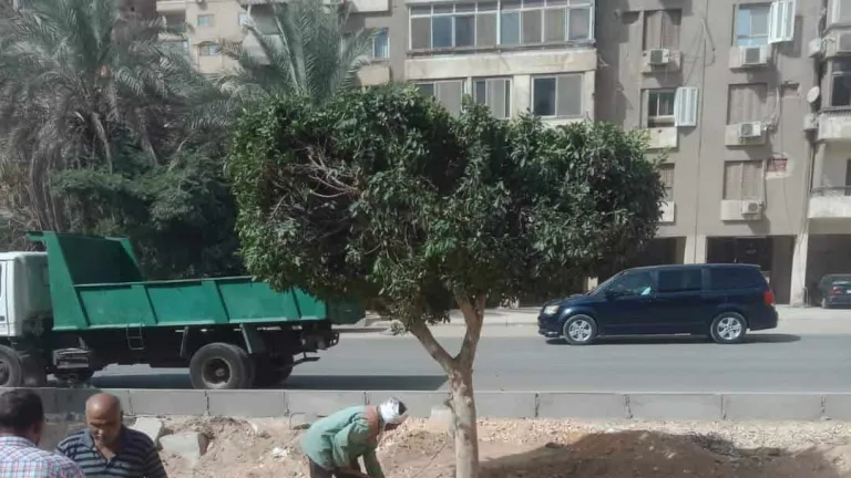 تزامنا مع مؤتمر المناخ .. نائب محافظ القاهرة: تشجير وتجميل المحاور المرورية الجديدة بزهراء المعادى