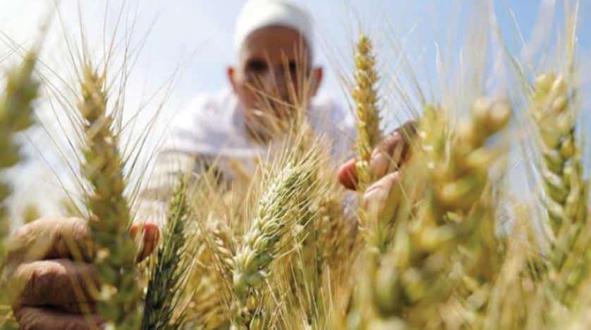 بدء زراعة القمح .. وزير الزراعة يعطى توجيهات هامة