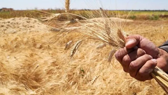 خلف أبواب الصوامع .. دور حاسم يضمن وصول الذهب الأصفر بأمان