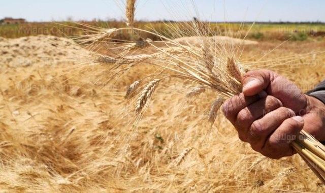 بحوث الصحراء وأكساد يتابعان زراعات أصناف القمح تحت ظروف الاجهادات البيئيه براس سدر بجنوب سيناء