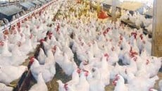 بعد قرارات الحكومة .. مفاجأة سارة بشأن أسعار الدواجن