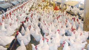 بعد قرارات الحكومة .. مفاجأة سارة بشأن أسعار الدواجن