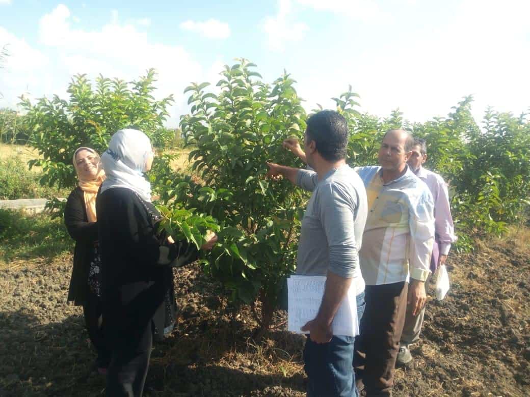 تزامنا مع قمة المناخ .. الزراعة: اهداء 485 ألف شجرة للمحافظات