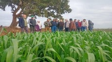 وزارة الزراعة تطمئن على المحاصيل الشتوية وبرامج إنتاج التقاوي فى محافظتى الغربية وكفر الشيخ