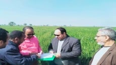 على أرض الواقع .. الزراعة: تواصل حصر مساحات القمح ومتابعة المحاصيل الشتوية في أسيوط