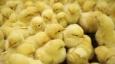 مدير الطب البيطري بالمنيا يكشف تفاصيل جديدة بشأن أزمة النفوق الجماعي للكتاكيت باحدي المزارع