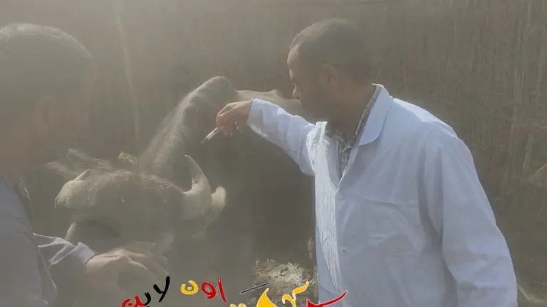 محافظ الجيزة يعلن انطلاق الحملة القومية لحماية الثروة الحيوانية بمراكز وقري المحافظة