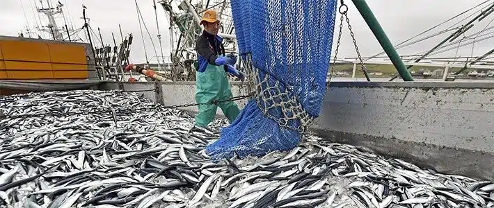 1٫7٪ زيادة فى كمية الإنتاج السمكى من المصايد الطبيعية