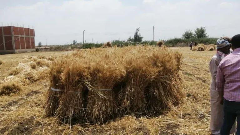 الزراعة تتابع حصاد وتوريد القمح في محافظة الشرقية