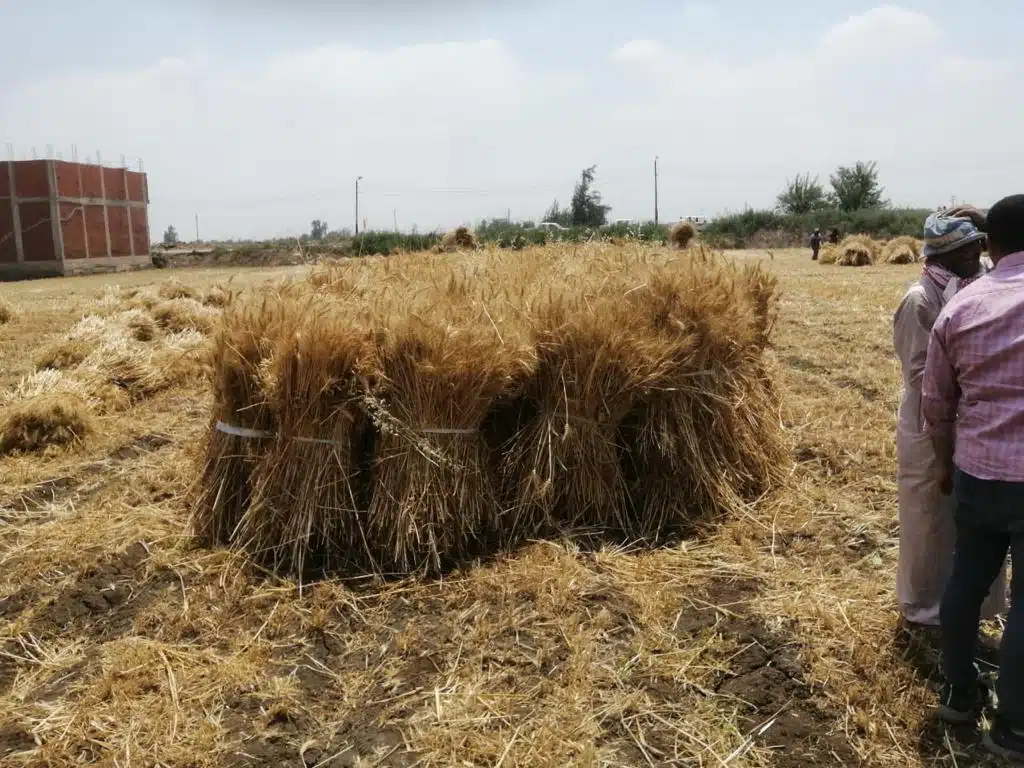 الزراعة تتابع حصاد وتوريد القمح في محافظة الشرقية