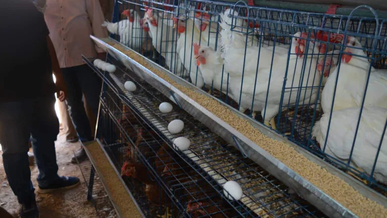 الزراعة والبترول تنفذان مشروعات تنموية بوادى فيران