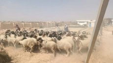 محافظة الجيزة : فحص وتحصين ٣٠٥٦ رأس ماشية ودواب ضد طاعون المجترات الصغيرة