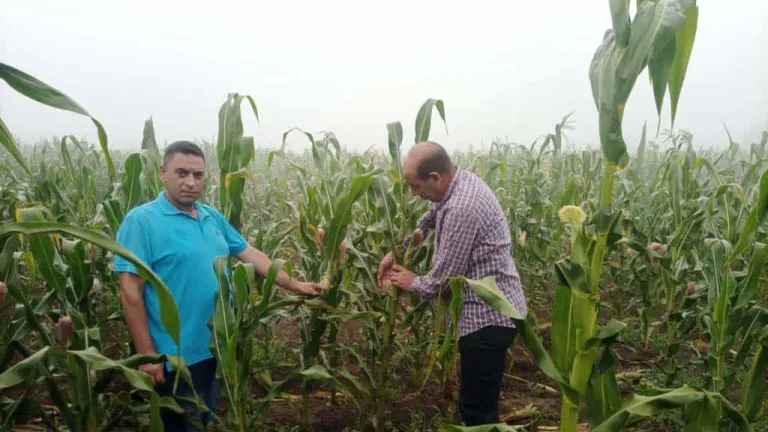 هذا ما فعلته الزراعة خلال إجازة العام الهجرى وثورة يوليو