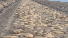 الزراعة: تعلن عن طفرة غير مسبوقة في فحص بطاطس المائدة المعدة للتصدير