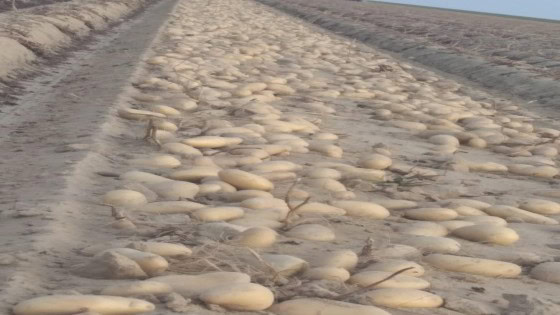 الزراعة: تعلن عن طفرة غير مسبوقة في فحص بطاطس المائدة المعدة للتصدير