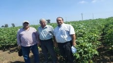 الزراعة تتابع حقول إكثارات القطن و البرامج البحثية فى محافظة كفرالشيخ