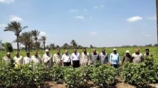 الزراعة: تتابع محصول القطن بهذه المحافظات .. تنظم ندوات ارشادية لتوعية المزارعين