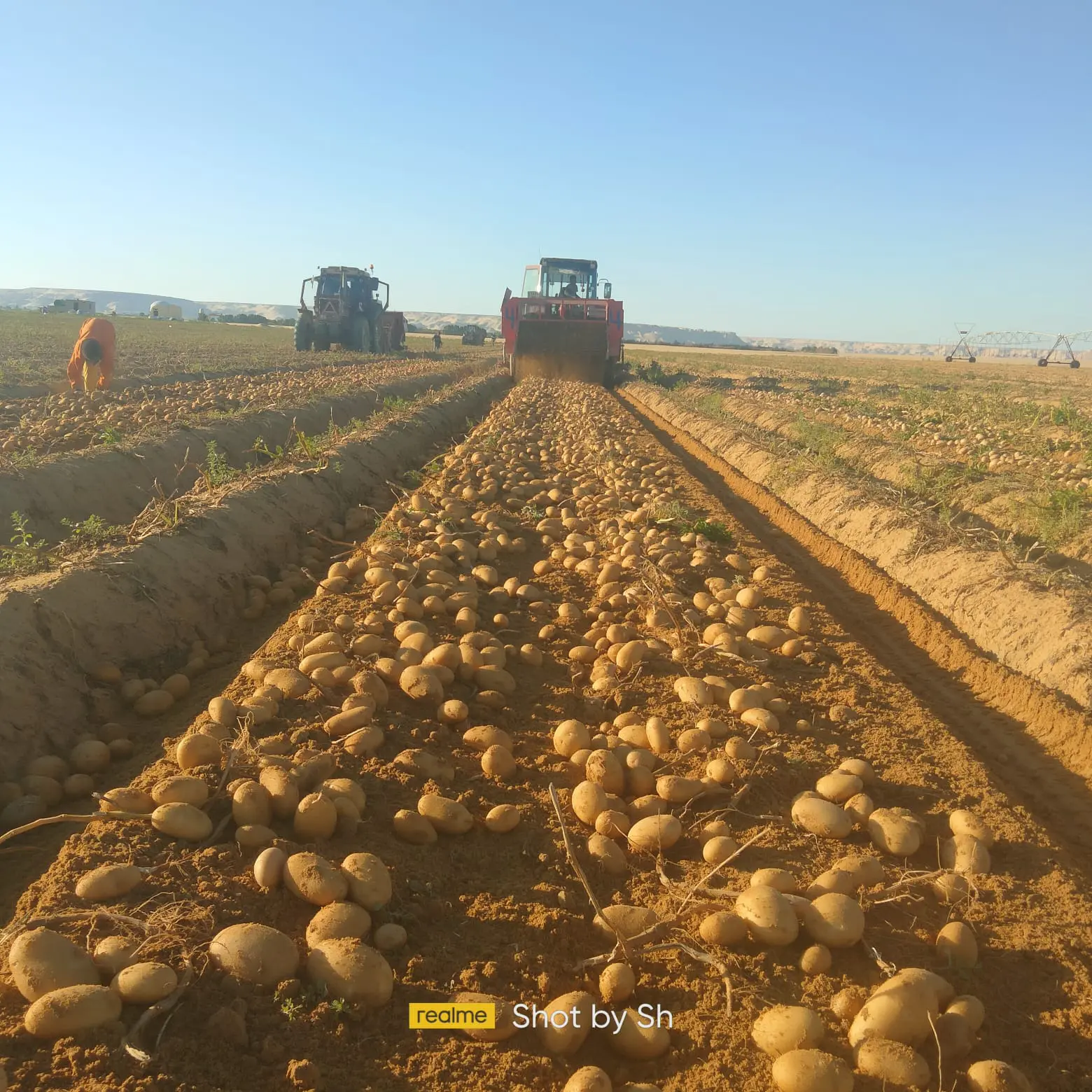 "الزراعة" تكشف عن أبرز أنشطة مشروع مكافحة وحصر العفن البني في البطاطس