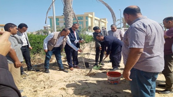 الزراعة: توزيع 3000 شتلة زيتون على مزارعي شمال سيناء