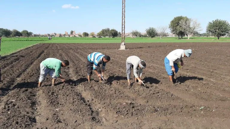 الزراعة جهود مكثفة لمتابعة موسم زراعة القمح اهمها توفير التقاوى الجيدة المعتمدة