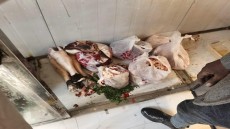 محافظة الجيزة: ضبط 5 طن لحوم ودواجن غير صالحة للإستهلاك الادمى بهذه المناطق على رأسهم البدرشين