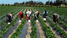 الزراعة تشارك في اليوم العالمي للصحة النباتية