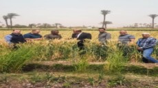 موسم الحصاد يبدأ في الجيزة وسط استعدادات فائقة وإشراف مباشر من المحافظ