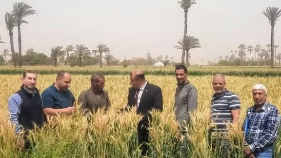 موسم الحصاد يبدأ في الجيزة وسط استعدادات فائقة وإشراف مباشر من المحافظ