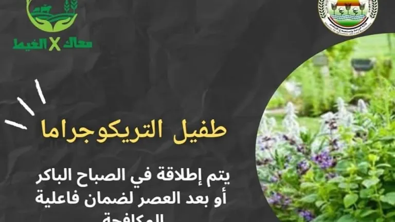 إطلاق حملة "معاك في الغيط" لتقديم الدعم الفني والمعلومات للمزارعين في مكافحة الآفات