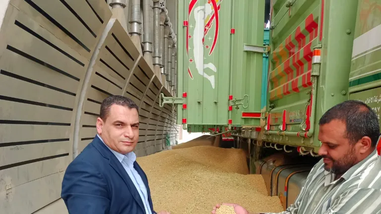 الجيزة تُعلن السيطرة الكاملة على منظومة القمح .. تسليم فوري ومتابعة دقيقة