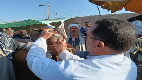ذبحك للأضحية في الشارع قد يوقعك في الخطأ .. وهذا هو البديل!