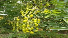 شجرة زينة تتحول إلى أمل جديد في علاج السرطان من قلب حديقة مصرية!