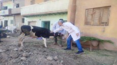 شاهد بالأرقام .. هكذا حمت وزارة الزراعة الثروة الحيوانية من “الخطر الصامت”!