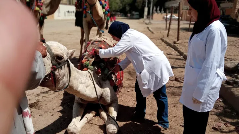 حدث فى الجيزة: تحصينات بالجملة .. درع واقٍ للماشية من الحمى القلاعية والوادي المتصدع