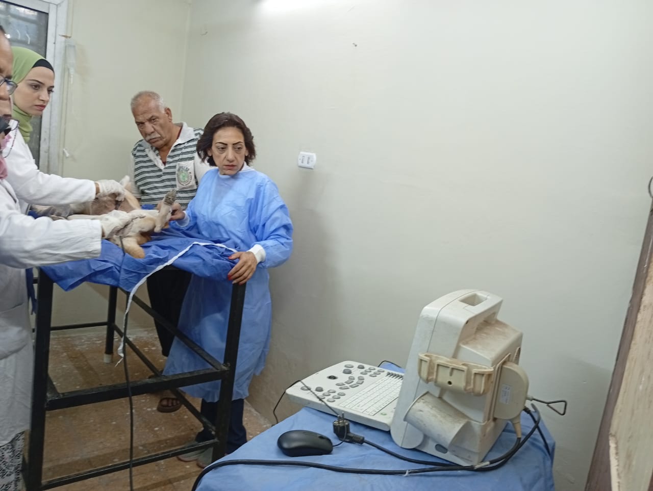 بين الطب والعلم والرحمة .. تفاصيل خطة الجيزة لتأمين المواطنين من الكلاب الضالة!