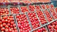 بعد جنون الأسعار .. التموين تُحدث مفاجأة بالأسواق وتطرح الطماطم بـ20 جنيهًا فقط غدًا