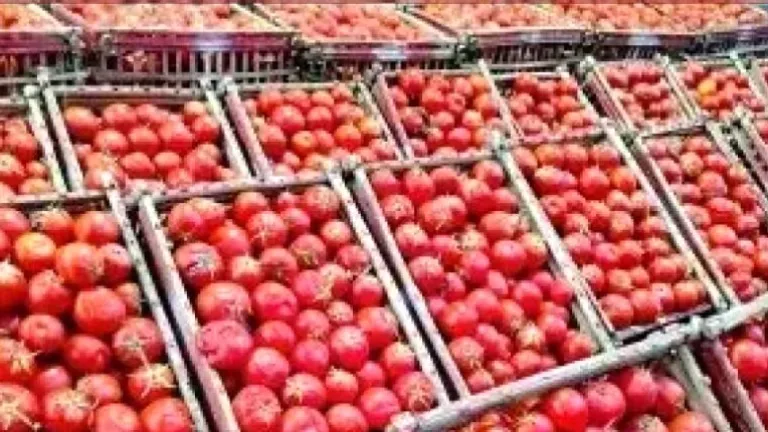 بعد جنون الأسعار .. التموين تُحدث مفاجأة بالأسواق وتطرح الطماطم بـ20 جنيهًا فقط غدًا