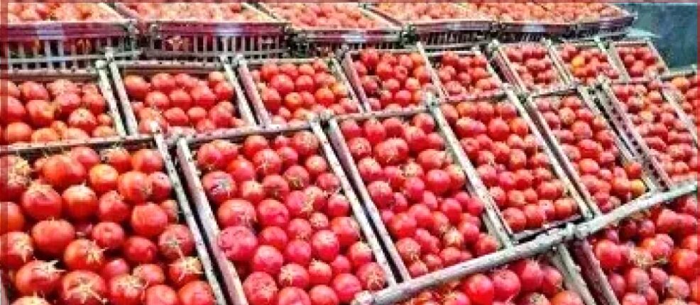 بعد جنون الأسعار .. التموين تُحدث مفاجأة بالأسواق وتطرح الطماطم بـ20 جنيهًا فقط غدًا