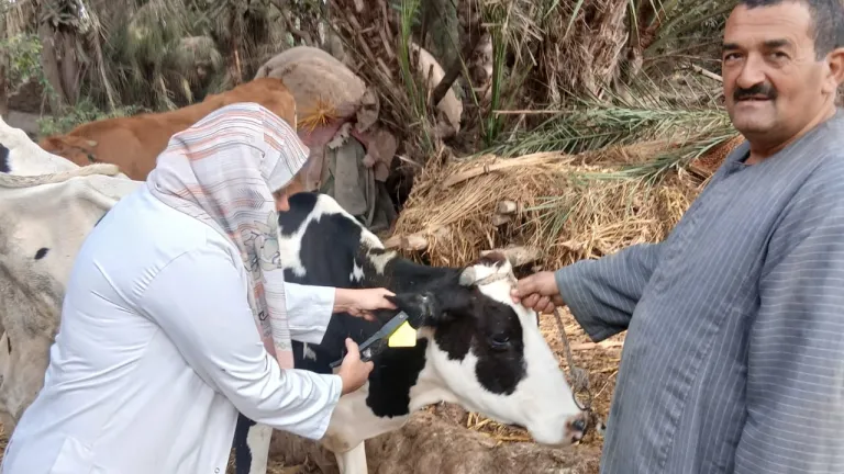 الجيزة تتحرك لحماية الثروة الحيوانية.. حملة قومية لتحصين الأبقار والأغنام والماعز من الأمراض الوبائية